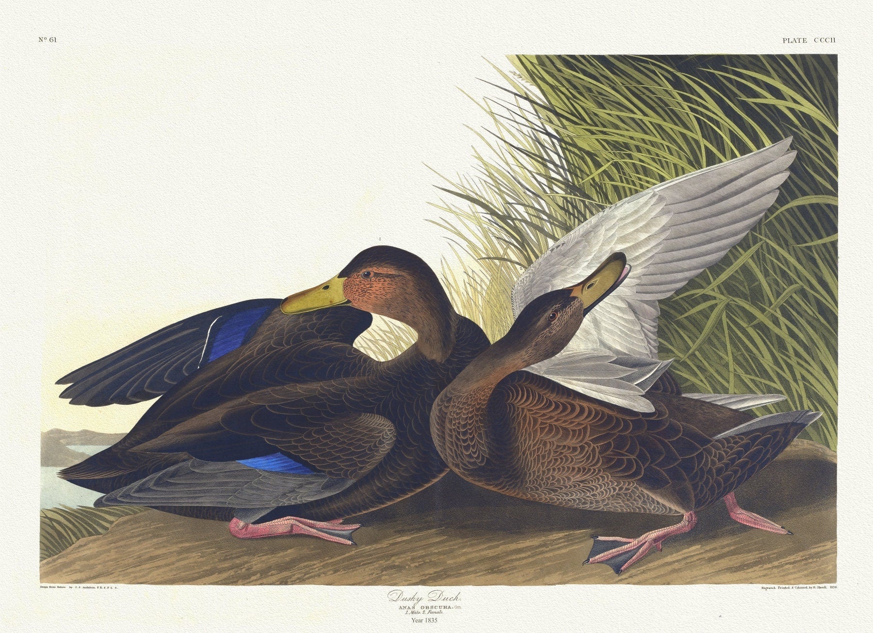 J.J. Audobon, Dusky duck. Anas obscura, Gm. 1. Male. 2. Female. c.1 v.4 plate 302, 1835, print on canvas, 50 x 70 cm, 20 x 25" approx. - The Map Chest