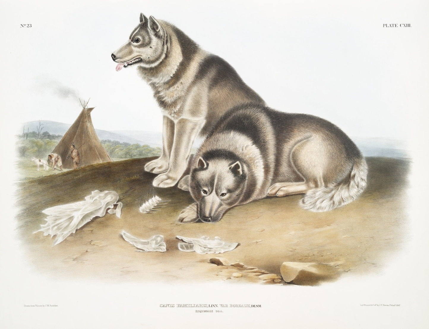 J.J. Audobon, Esquimaux Dog (Canis familiaris) from the viviparous quadrupeds of North America (1845), canvas, 50 x 70 cm, 20 x 25" approx. - The Map Chest