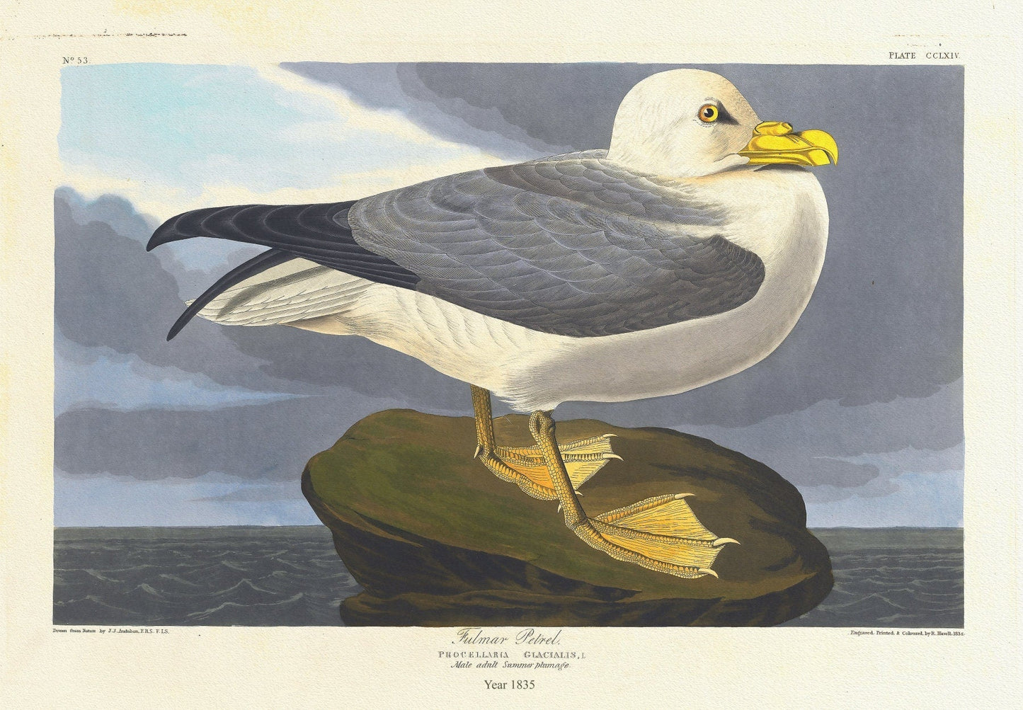 J.J. Audobon, Fulmar petrel. Procellaria glacialis, L. Male adult summer plumage. c.1 v.3 plate 264, 1835 on canvas, , 20 x 25" approx. - The Map Chest