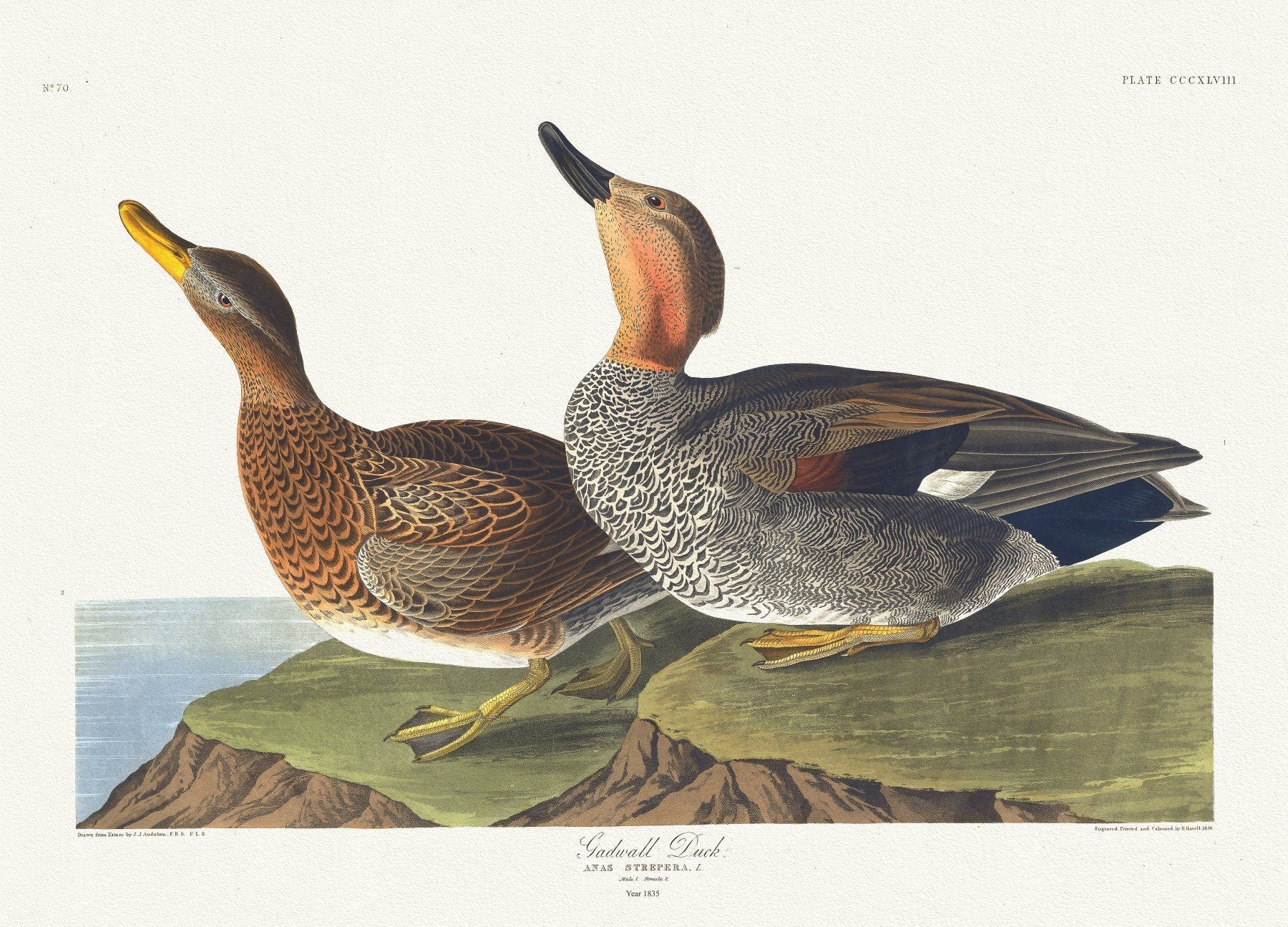 J.J. Audobon, Gadwall duck. Anas strepera, L. Male, 1. Female, 2. c.1 v.4 plate 348, 1835, on canvas, 50 x 70 cm, 20 x 25" approx. - The Map Chest