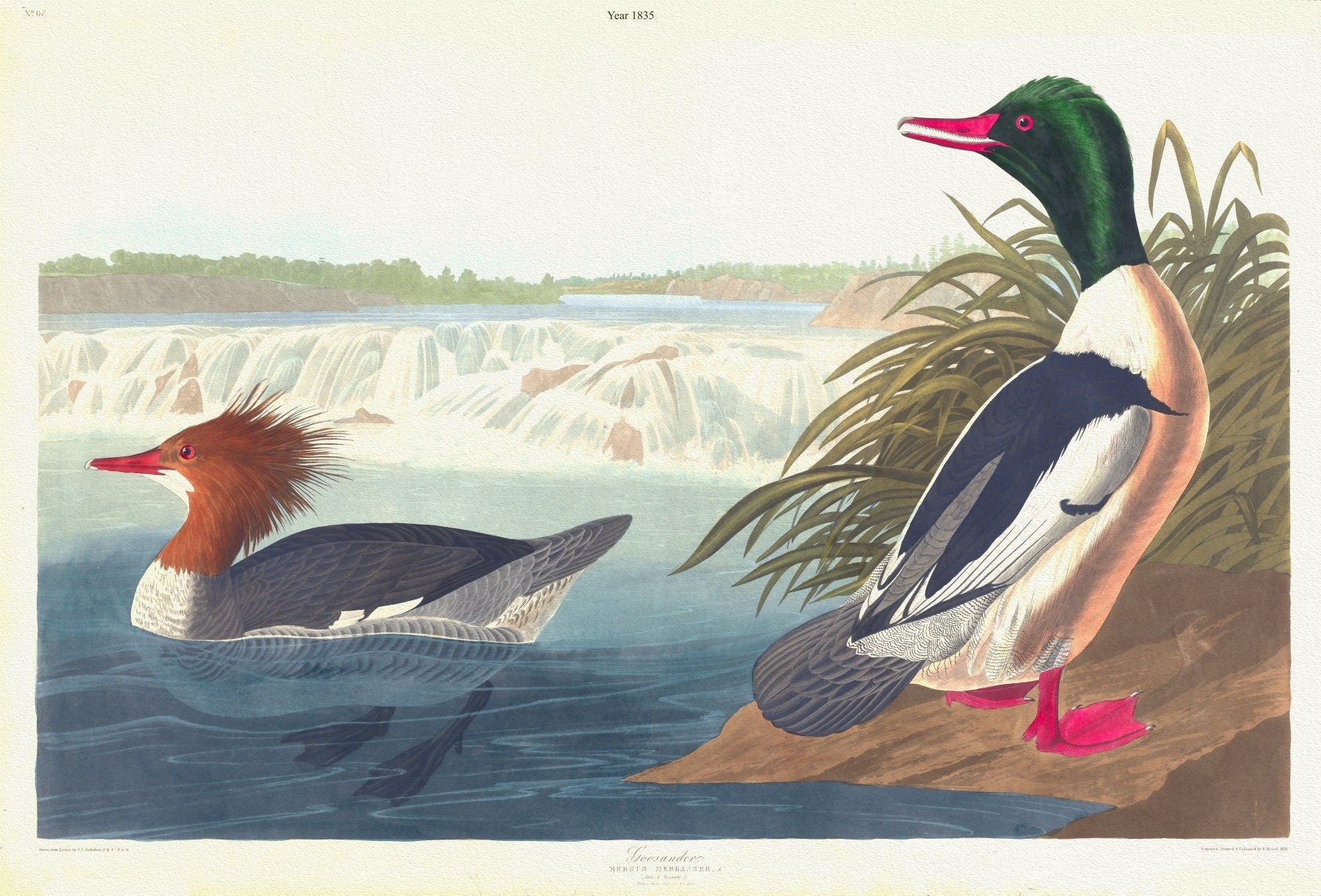 J.J. Audobon, Goosander. Mergus merganser, c.1 v.4 plate 331, 1835, vintage nature print on canvas, 50 x 70 cm, 20 x 25" approx. - The Map Chest