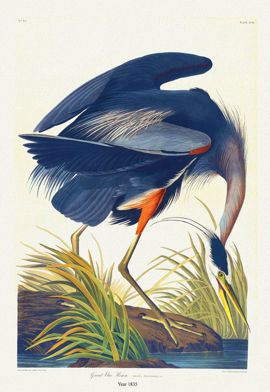 J.J. Audobon, Great Blue Heron. Ardea herodias. 1835, bird print on durable cotton canvas, 19x27inches(50x70cm) approx. - The Map Chest
