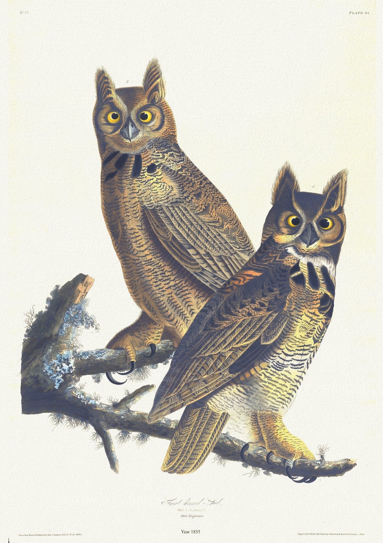 J.J. Audobon, Great horned - owl. Male,Strix virginiana. c.2 v.1 plate 61 n.1, 1835 ,nature print on canvas, 50 x 70 cm, 20 x 25" approx. - The Map Chest