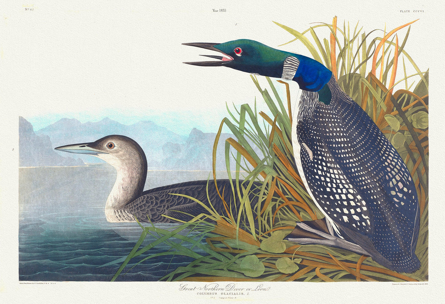J.J. Audobon, Great Northern Diver or loon. Colymbus glacialis, 1835, bird print on durable cotton canvas, 19x27inches(50x70cm) approx. - The Map Chest