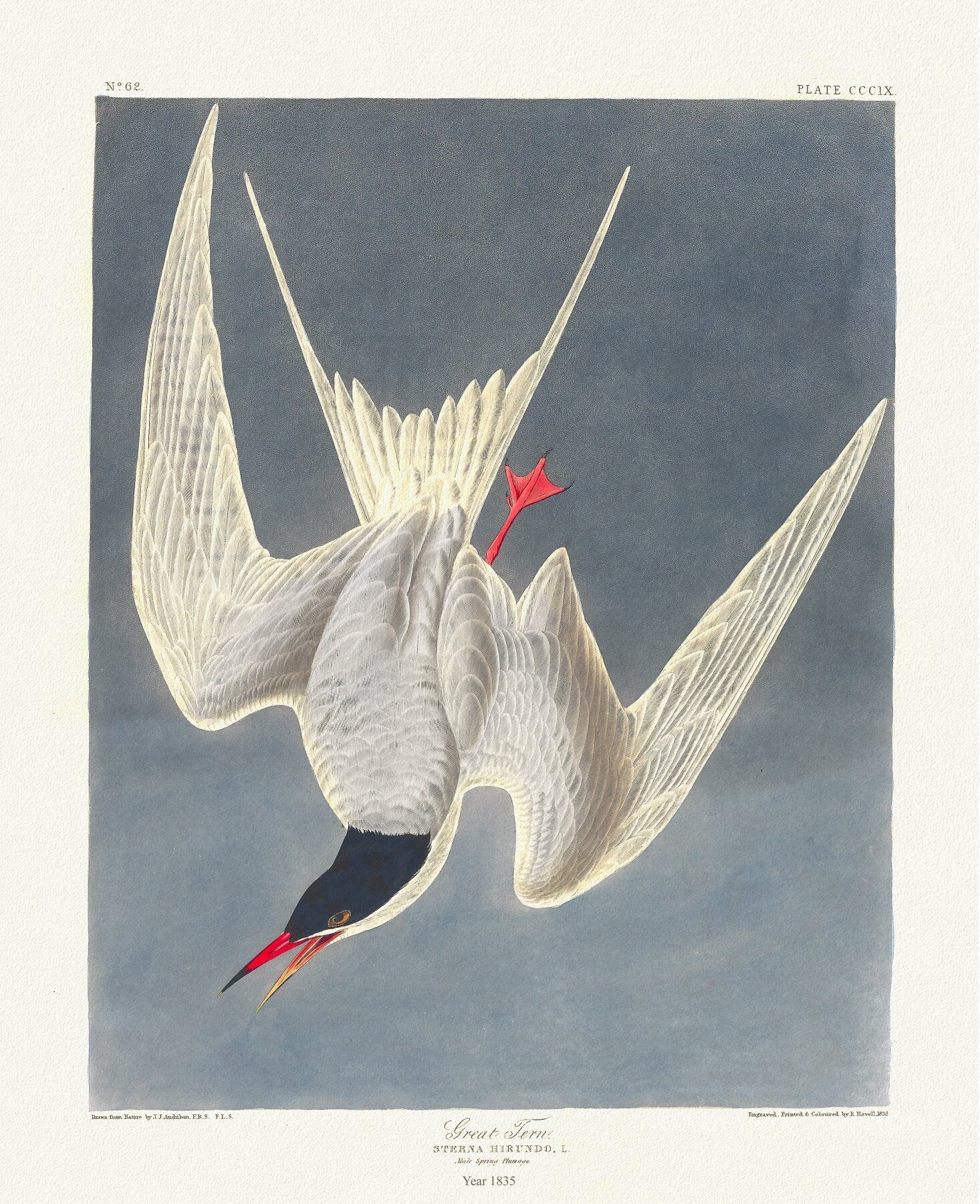 J.J. Audobon, Great tern. Sterna hirundo, . c.1 v.4 plate 309, 1835, vintage print on canvas, 50 x 70 cm, 20 x 25" approx. - The Map Chest