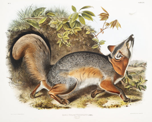 J.J. Audobon, Grey Fox (Canis Virginianus) from the viviparous quadrupeds of North America (1845), on canvas, 50 x 70 cm, 20 x 25" approx. - The Map Chest