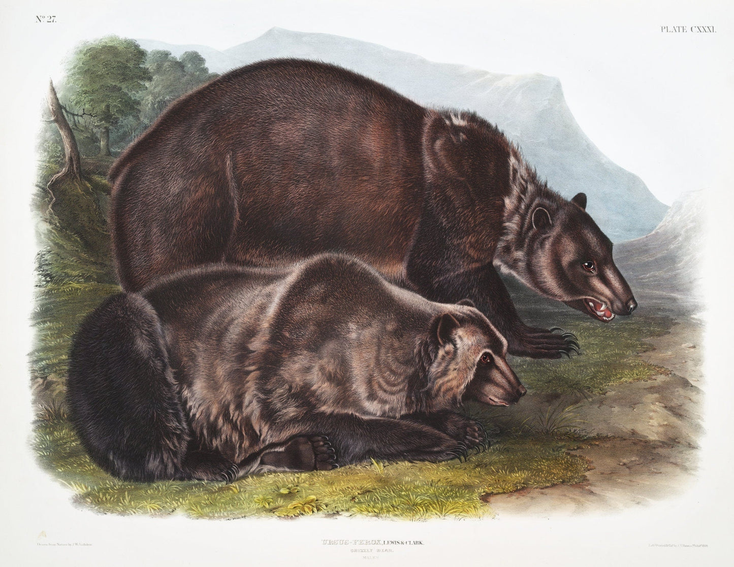 J.J. Audobon, Grizzly Bear (Ursus ferox) from the viviparous quadrupeds of North America (1845) , on canvas, 50 x 70 cm, 20 x 25" approx. - The Map Chest