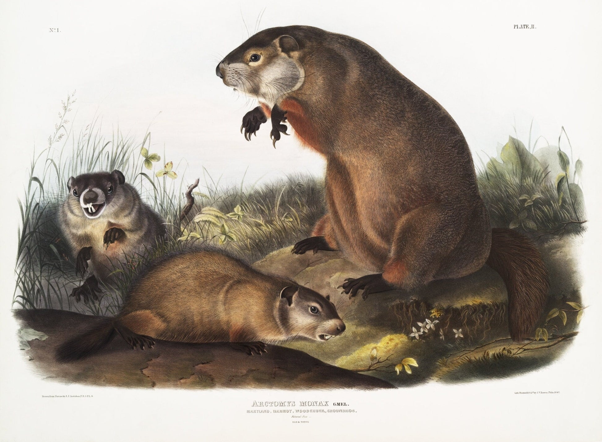 J.J. Audobon, Ground Hog, Woodchuck (Arctomys monax) from the viviparous quadrupeds of North America (1845), 50 x 70 cm, 20 x 25" approx. - The Map Chest