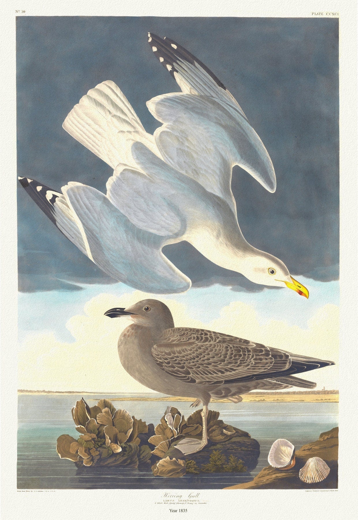 J.J. Audobon, Herring gull. Larus argentatus, c.1 v.3 plate 291, 1835, vintage nature print on canvas, 50 x 70 cm, 20 x 25" approx. - The Map Chest