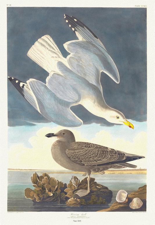 J.J. Audobon, Herring gull. Larus argentatus, c.1 v.3 plate 291, 1835, vintage nature print on canvas, 50 x 70 cm, 20 x 25" approx. - The Map Chest