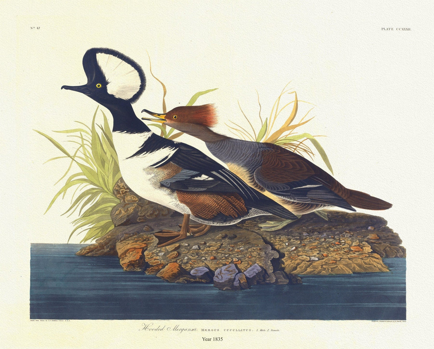 J.J. Audobon, Hooded merganser. Mergus cucullatus. 1. Male 2. Female. c.1 v.3 plate 232, 1835, on canvas, 50 x 70 cm, 20 x 25" approx. - The Map Chest