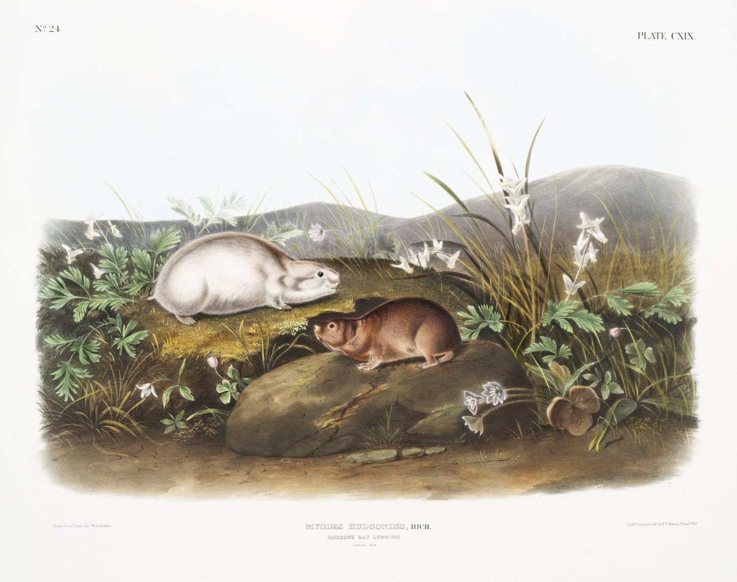 J.J. Audobon, Hudson Bay Lemming (Myodes Hudsonius) from the viviparous quadrupeds of North America (1845) ,canvas, 20 x 25" approx. - The Map Chest