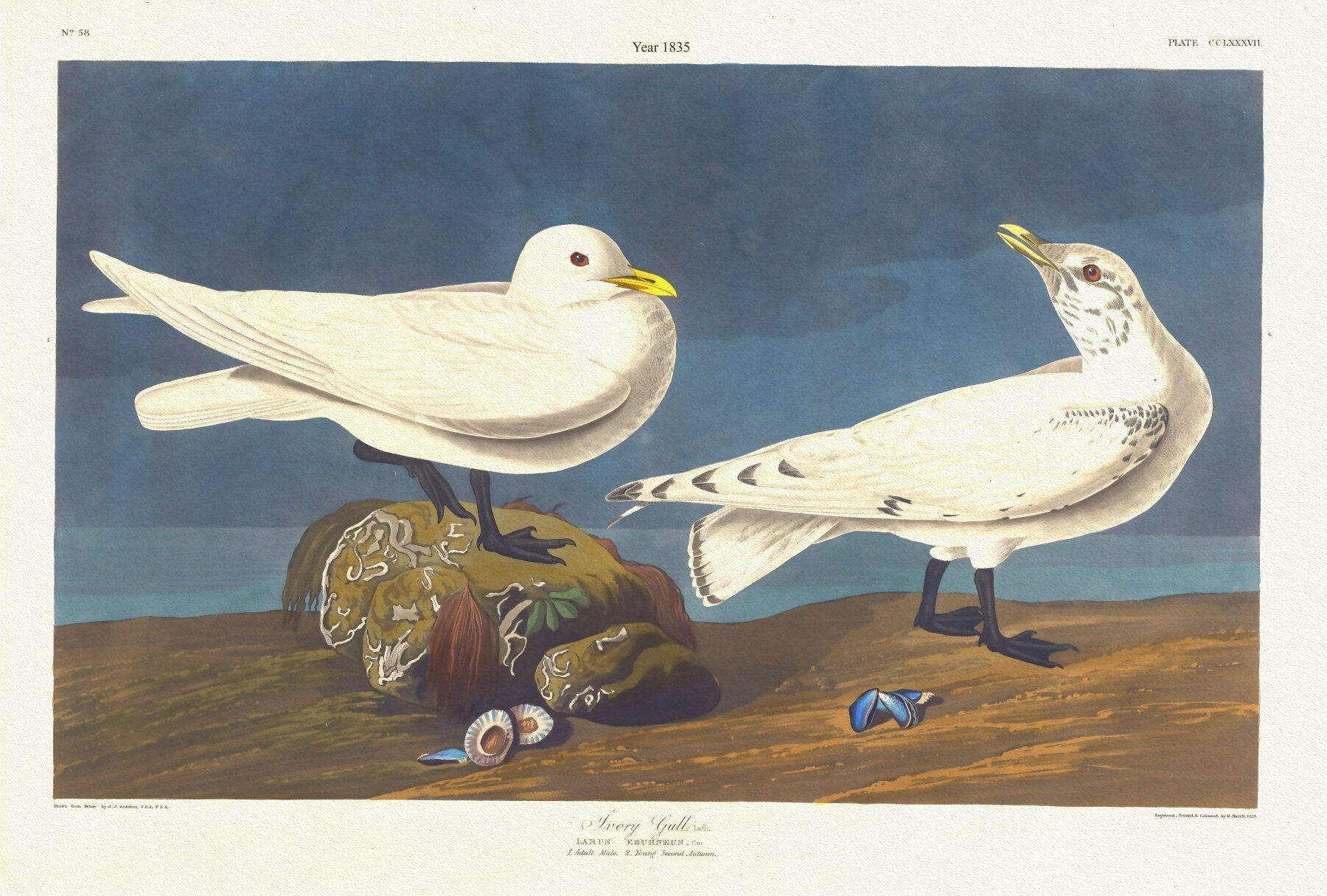 J.J. Audobon, Ivory gull, Lath. Larus eburneus,. c.1 v.3 plate 287, 1835 ,print on canvas, 50 x 70 cm, 20 x 25" approx. - The Map Chest