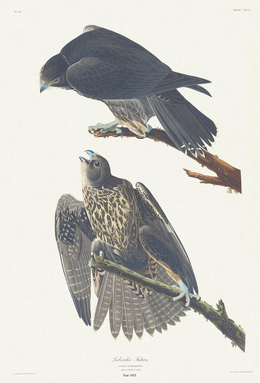 J.J. Audobon, Labrador Falcon. Falco Labradora. 1835, bird print on durable cotton canvas, 19x27inches(50x70cm) approx. - The Map Chest
