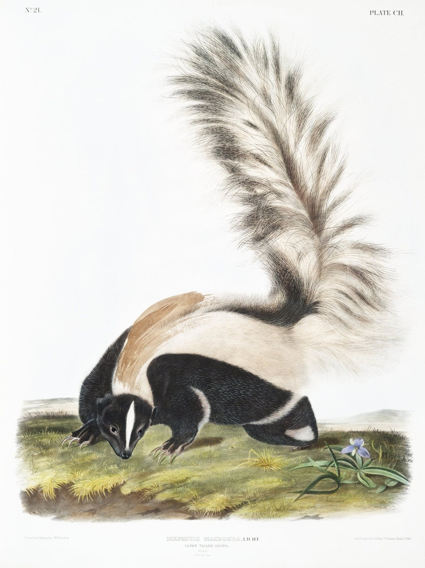 J.J. Audobon, Large - tailed Skunk (Mephitis macroura) from the viviparous quadrupeds of North America (1845), 50 x 70 cm, 20 x 25" approx. - The Map Chest