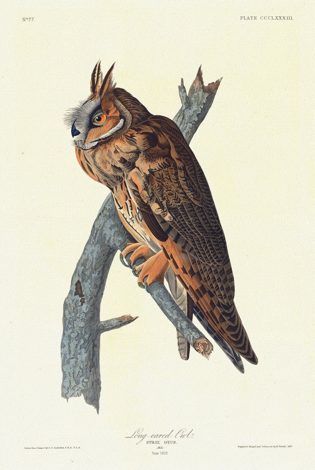 J.J. Audobon, Long - eared owl .Strix otus. Male. c.1 v.4 plate 383, 1835, vintage nature print on canvas, 50 x 70 cm, 20 x 25" approx. - The Map Chest