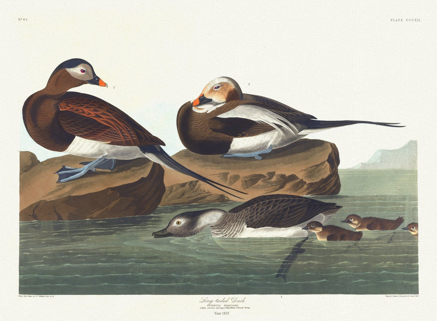 J.J. Audobon, Long - tailed duck. Fuligula glacialis. c.1 v.4 plate 312, 1835, vintage print on canvas, 50 x 70 cm, 20 x 25" approx. - The Map Chest