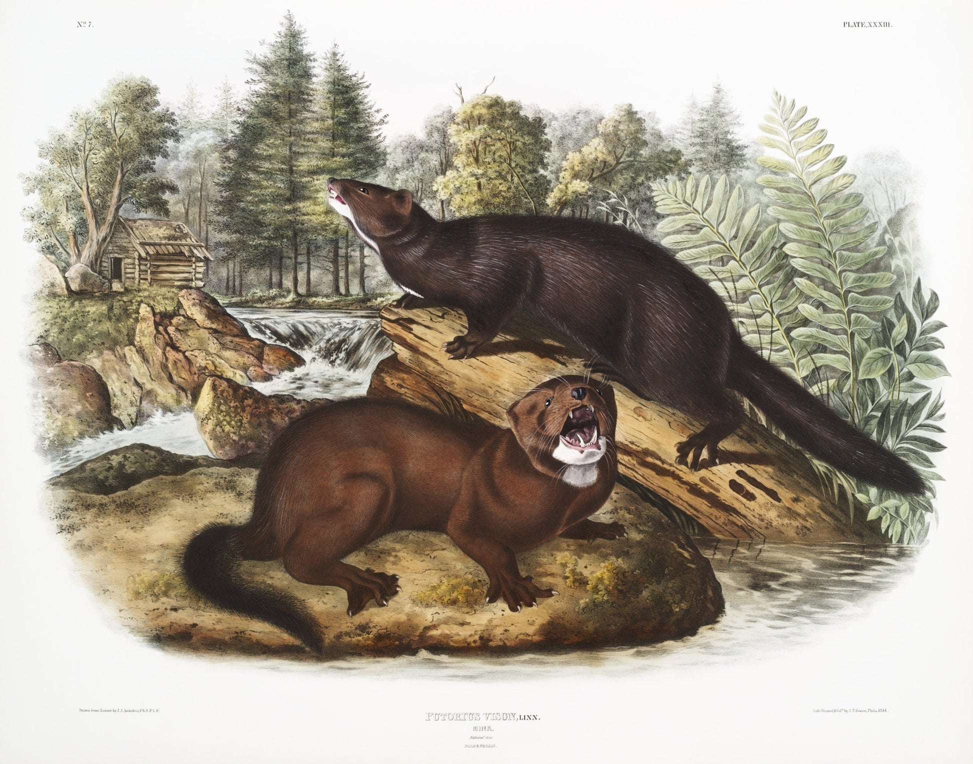 J.J. Audobon, Mink (Putorius vison) from the viviparous quadrupeds of North America (1845), print on canvas, 50 x 70 cm, 20 x 25" approx. - The Map Chest