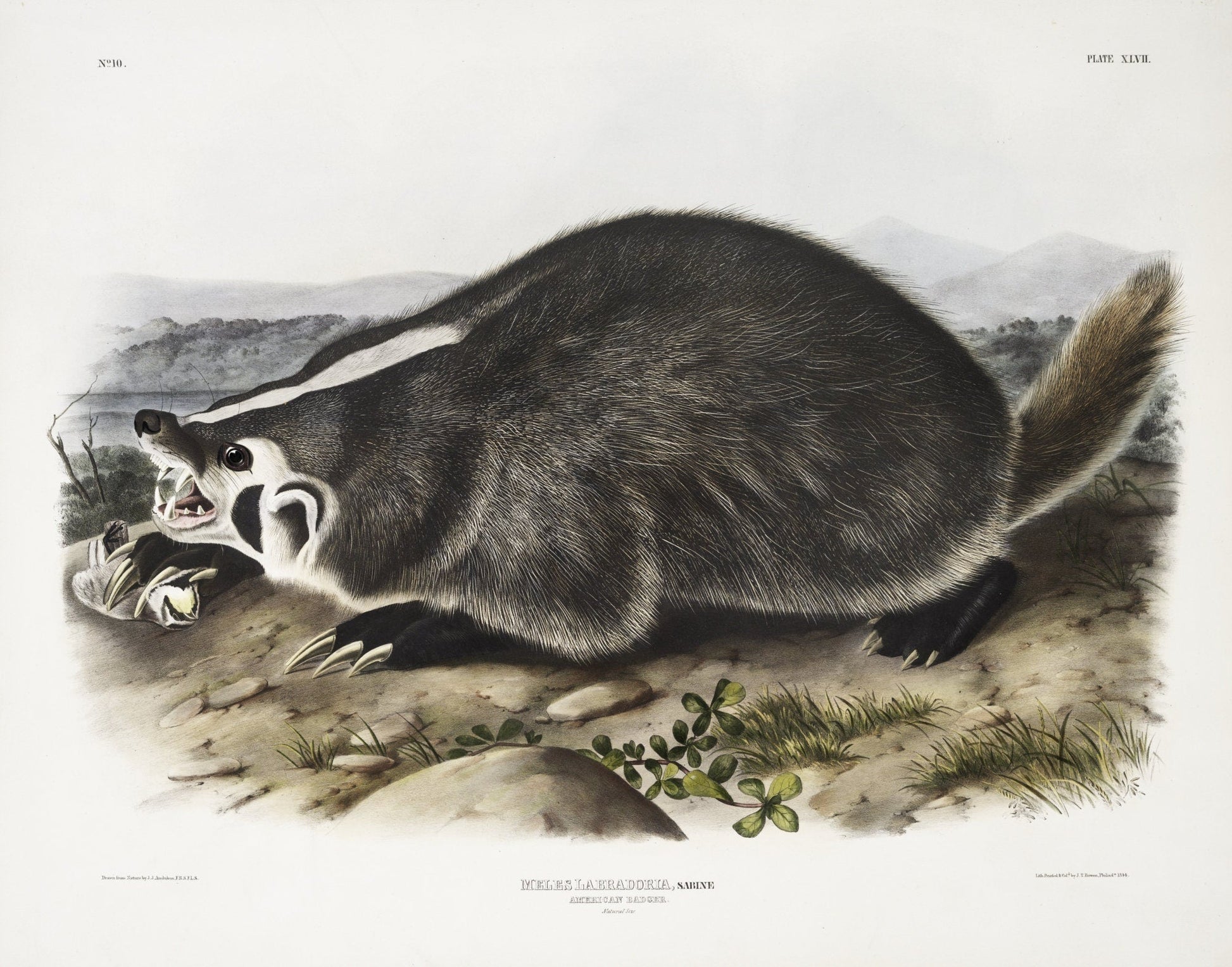 J.J. Audobon, North American Badger (Meles Labradoria) from the viviparous quadrupeds of North America (1845), 50 x 70 cm, 20 x 25" approx. - The Map Chest
