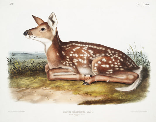 J.J. Audobon, North American Deer (Cervus Virginianus) from the viviparous quadrupeds of North America (1845) , 50 x 70 cm, 20 x 25" approx. - The Map Chest