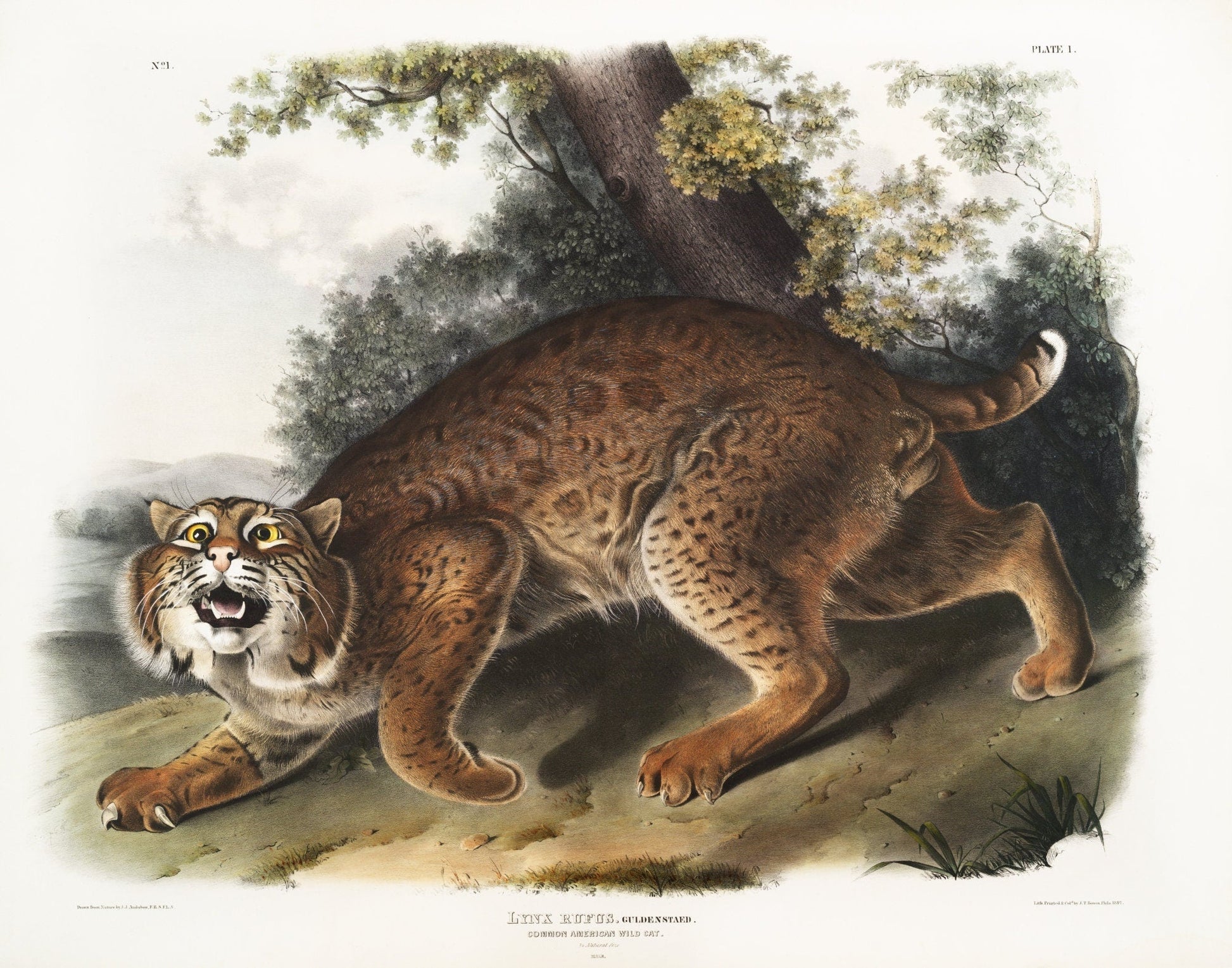 J.J. Audobon, North American wild cat (Lynx rufus) from the viviparous quadrupeds of North America (1845) , 50 x 70 cm, 20 x 25" approx. - The Map Chest
