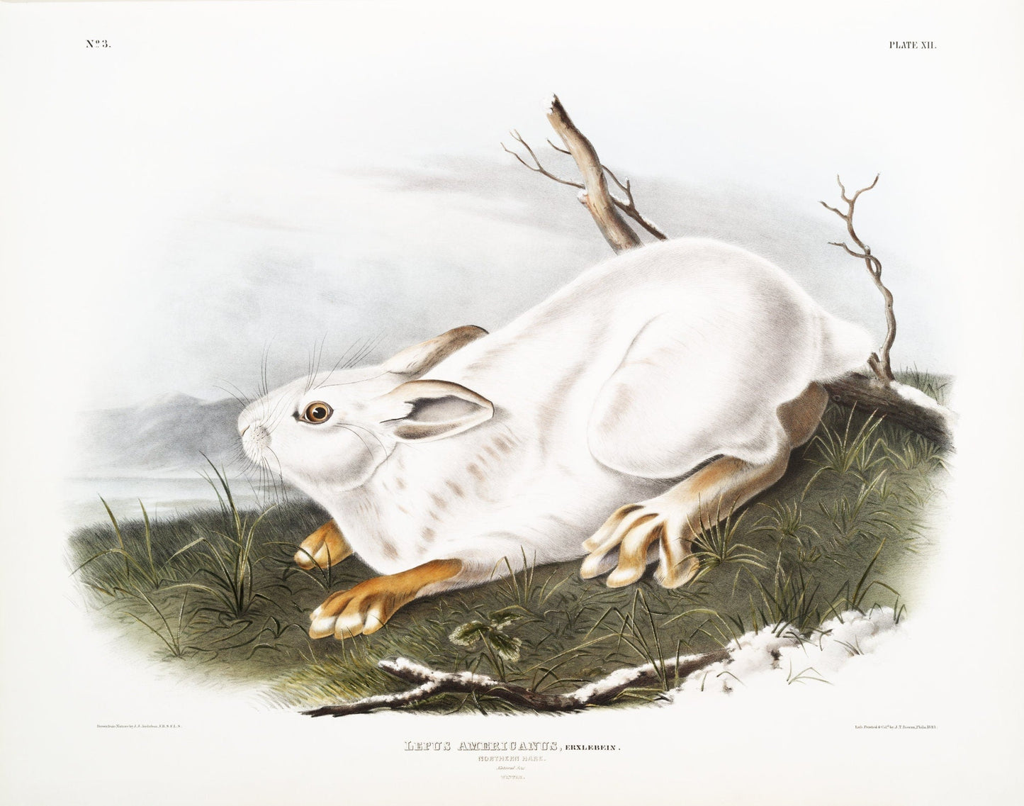 J.J. Audobon, Northern Hare in winter (Lepus Americanus) from the viviparous quadrupeds of North America (1845) , 20 x 25" approx. - The Map Chest