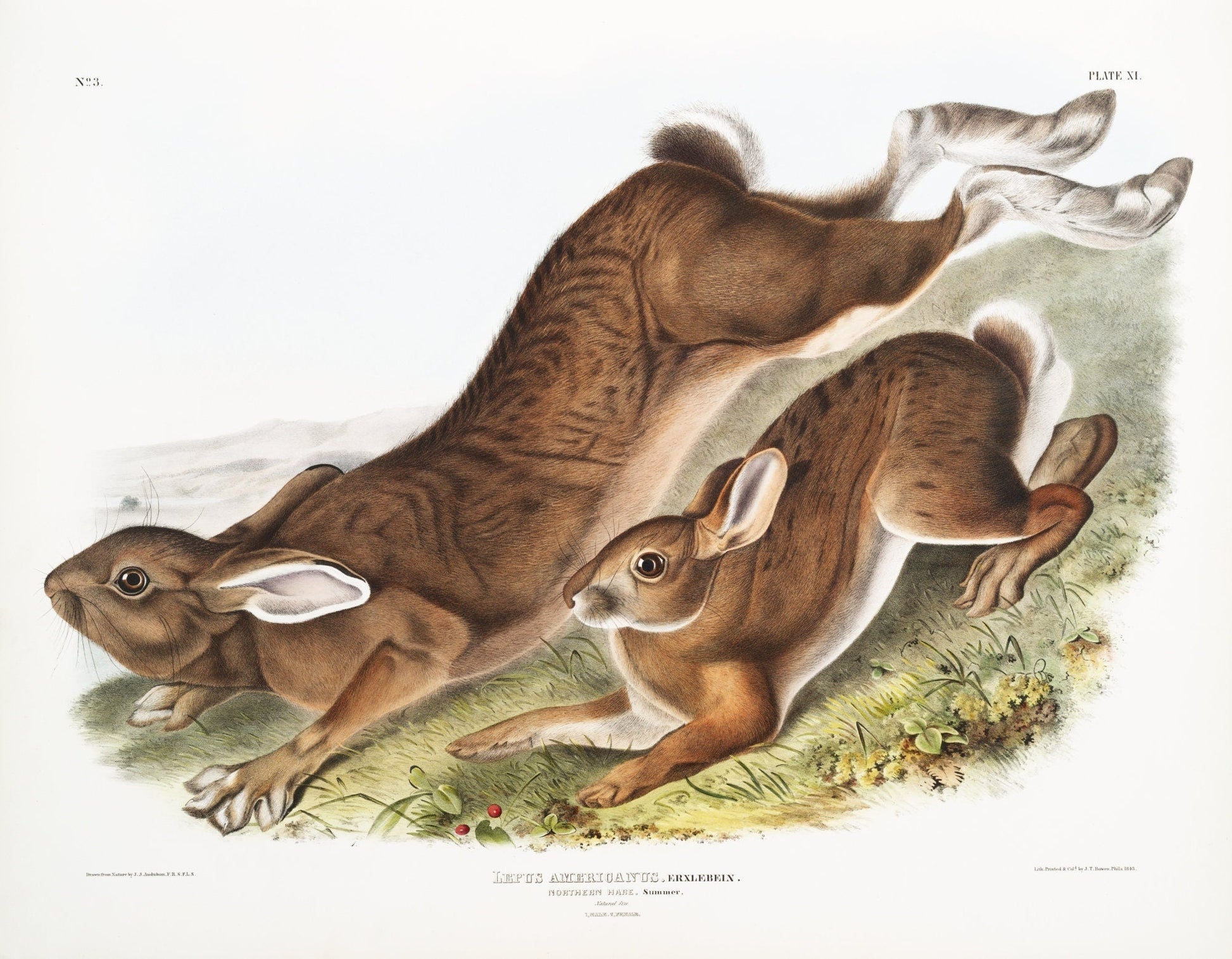 J.J. Audobon, Northern Hare (Lepus Americanus) from the viviparous quadrupeds of North America (1845) ,canvas, 50 x 70 cm, 20 x 25" approx. - The Map Chest