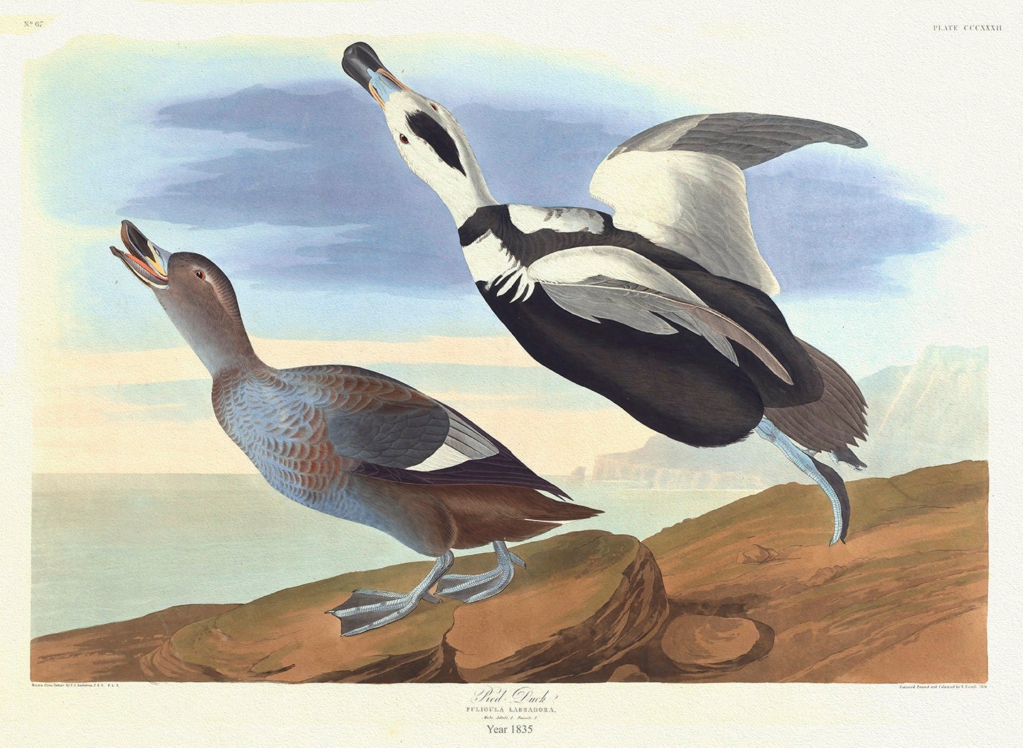 J.J. Audobon, Pied Duck. Fuligula Labradora. 1835, bird print on durable cotton canvas, 19x27inches(50x70cm) approx. - The Map Chest