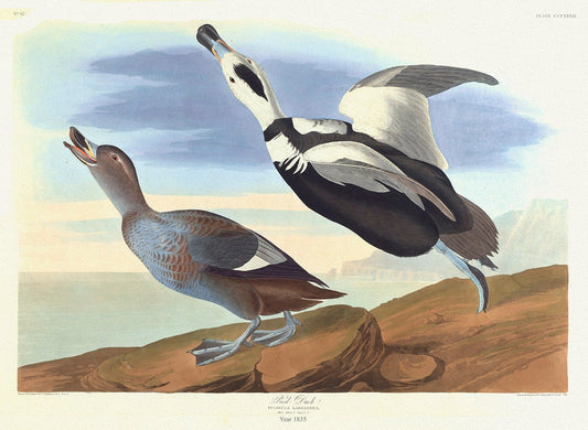 J.J. Audobon, Pied Duck. Fuligula Labradora. 1835, bird print on durable cotton canvas, 19x27inches(50x70cm) approx. - The Map Chest