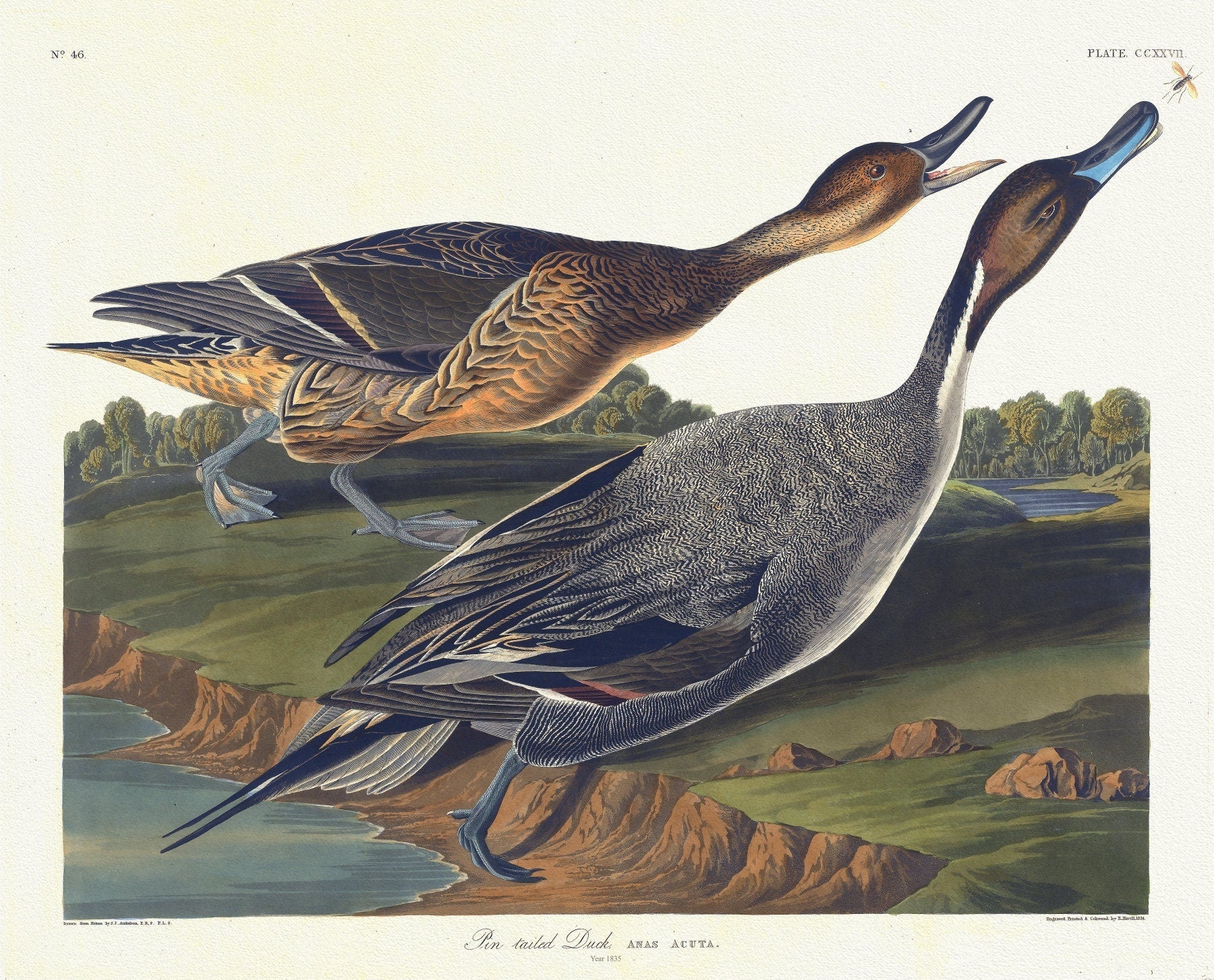 J.J. Audobon, Pin tailed duck. Anas acuta. c.1 v.3 plate 227, 1835, vintage nature print on canvas, 50 x 70 cm, 20 x 25" approx. - The Map Chest