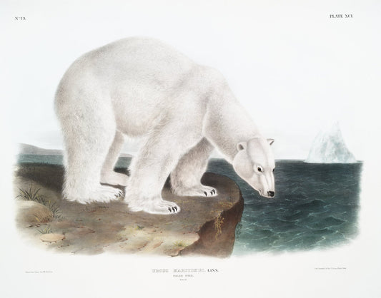 J.J. Audobon, Polar Bear (Ursus maritimus) from the viviparous quadrupeds of North America (1845) , on canvas, 50 x 70 cm, 20 x 25" approx. - The Map Chest