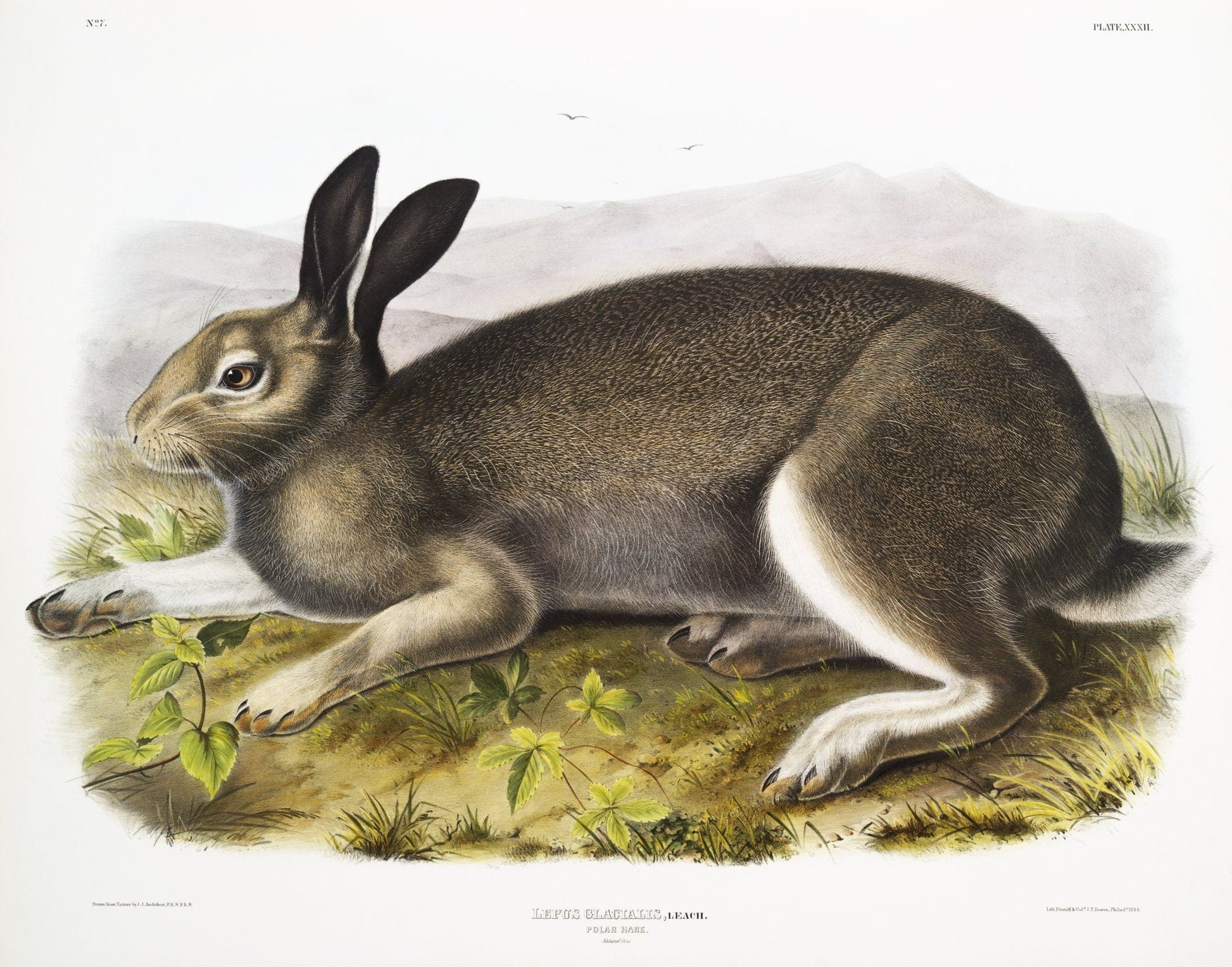 J.J. Audobon, Polar Hare (Lepus glacialis) from the viviparous quadrupeds of North America (1845), on canvas, 50 x 70 cm, 20 x 25" approx. - The Map Chest
