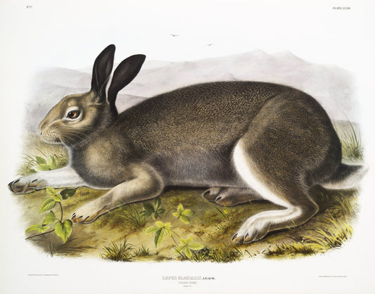 J.J. Audobon, Polar Hare (Lepus glacialis) from the viviparous quadrupeds of North America (1845), on canvas, 50 x 70 cm, 20 x 25" approx. - The Map Chest