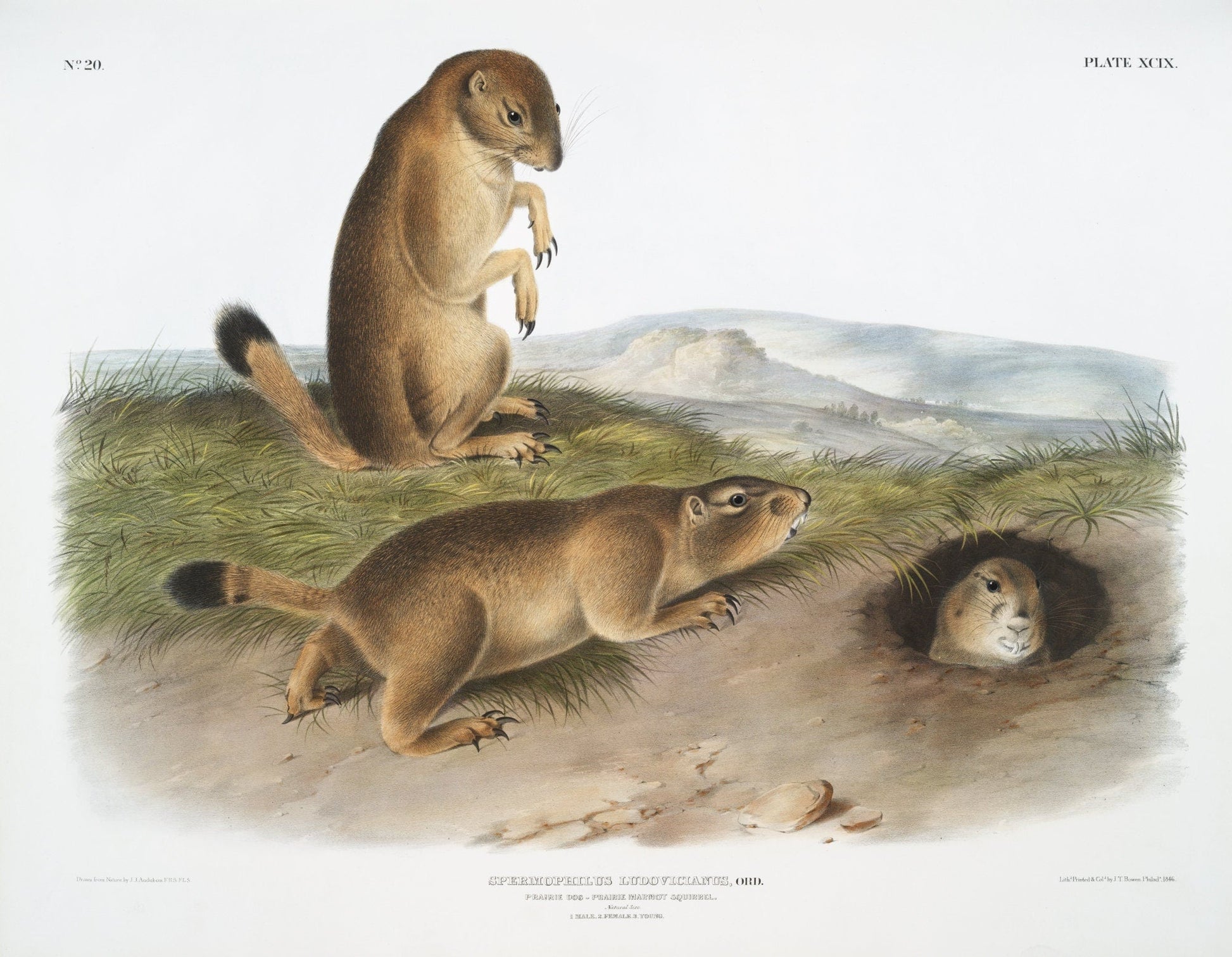 J.J. Audobon, Prairie Dog or Prairie marmot squirrel (Spermophilus ludovicianus) from the viviparous quadrupeds of North America (1845) - The Map Chest