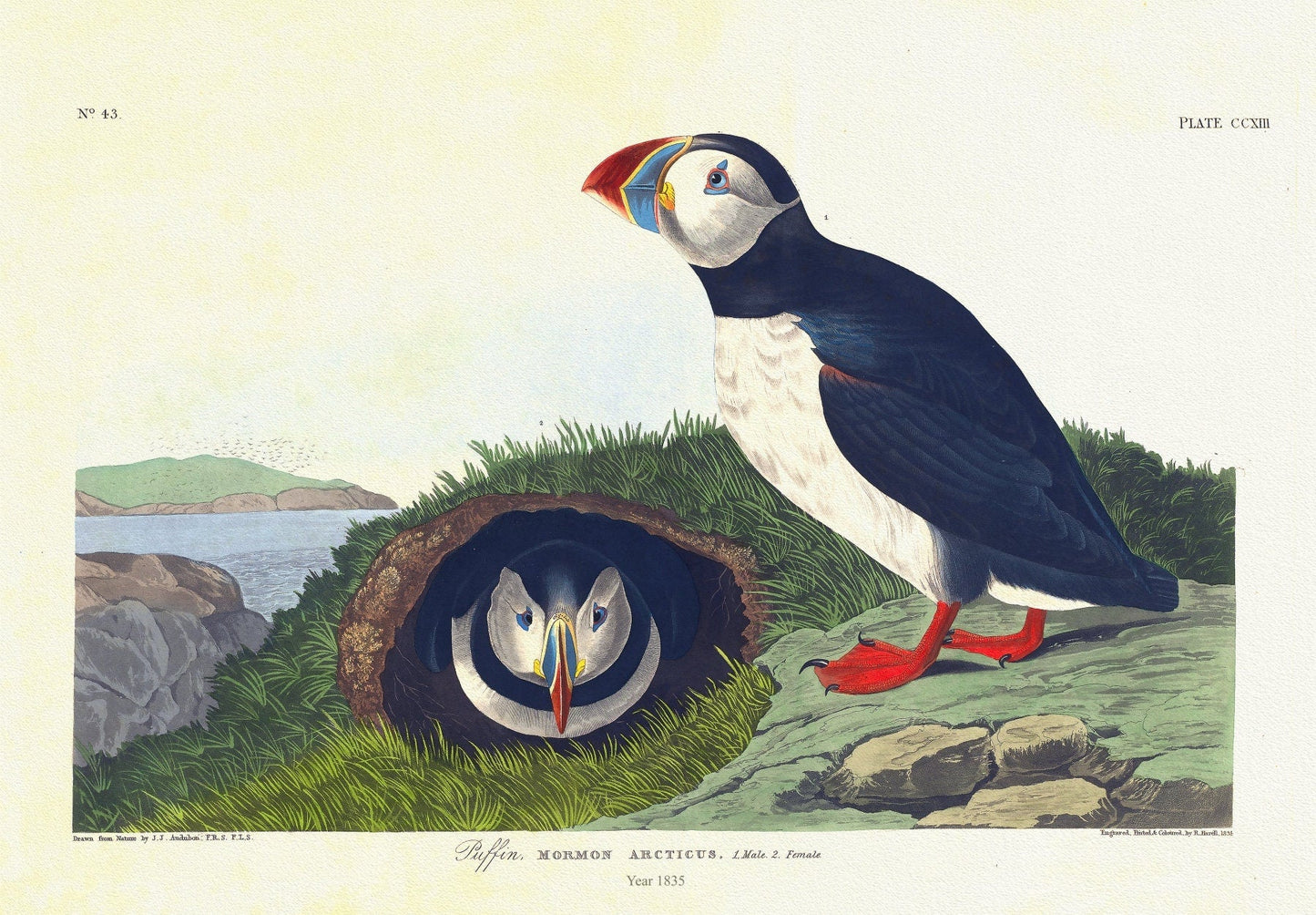 J.J. Audobon, Puffin. Mormon arcticus. 1. Male. 2. Female. c.1 v.3 plate 213, 1835, vintage print on canvas, 50 x 70 cm, 20 x 25" approx. - The Map Chest