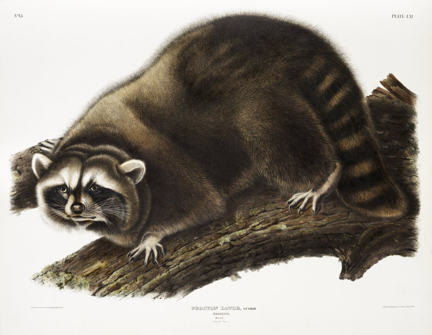 J.J. Audobon, Raccoon (Procyon lotor) from the viviparous quadrupeds of North America (1845) , on canvas, 50 x 70 cm, 20 x 25" approx. - The Map Chest