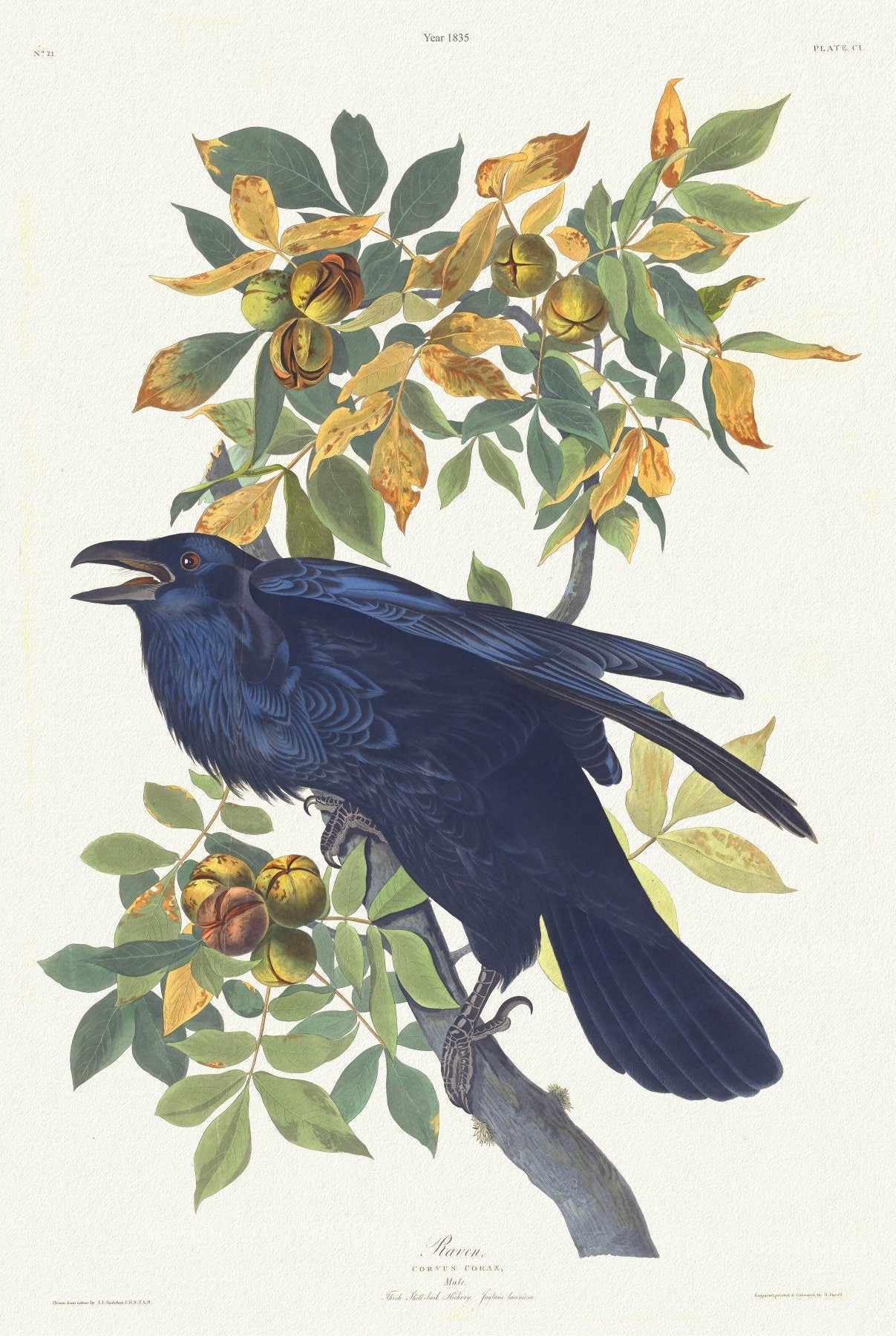 J.J. Audobon, Raven .Corvus corax. Male.. c.1 v.2 plate 101, 1835 , print on canvas, 50 x 70 cm, 20 x 25" approx. - The Map Chest