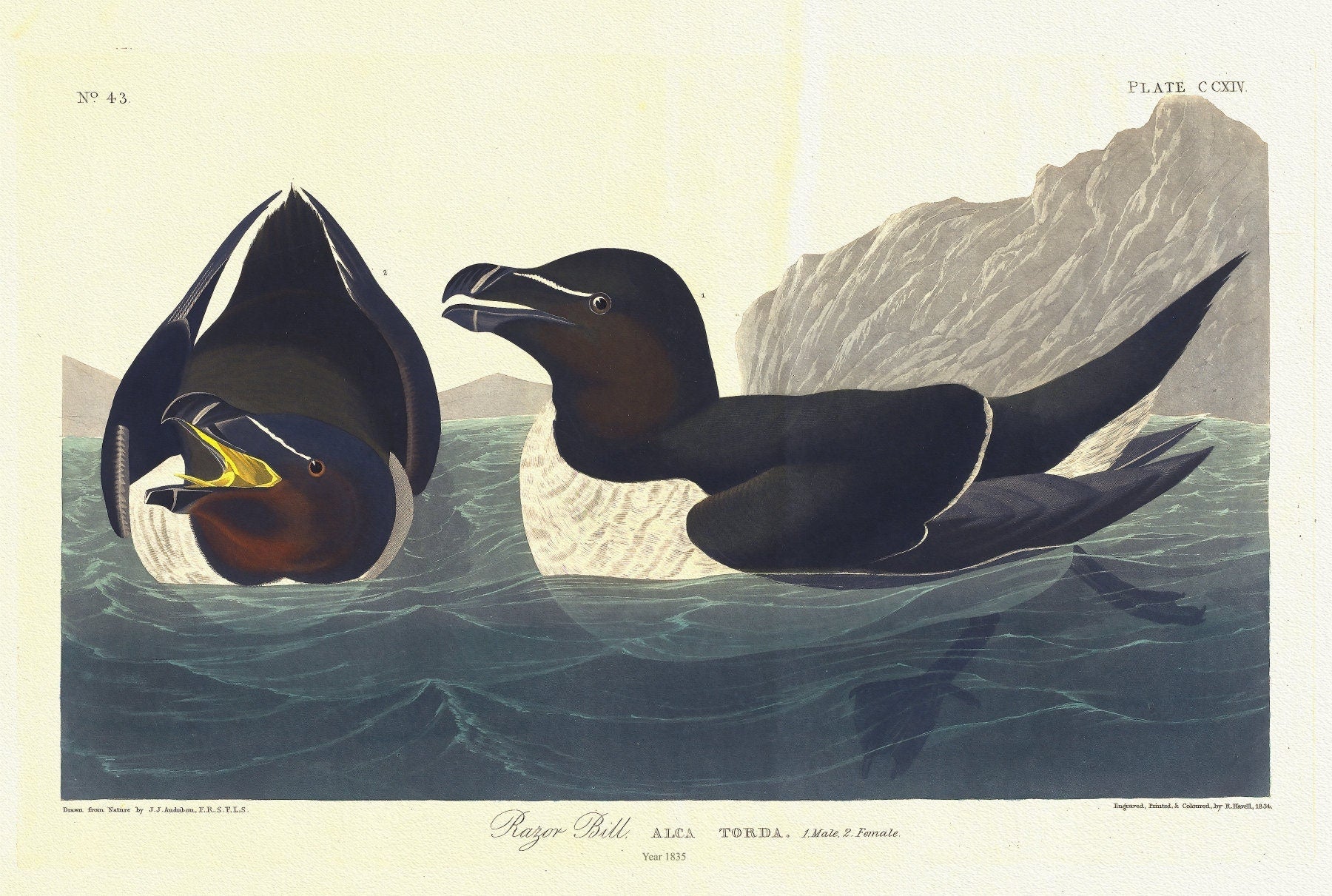 J.J. Audobon, Razor bill. Alca torda. 1. Male. 2. Female. c.1 v.3 plate 214, 1835, vintage print on canvas, 50 x 70 cm, 20 x 25" approx. - The Map Chest