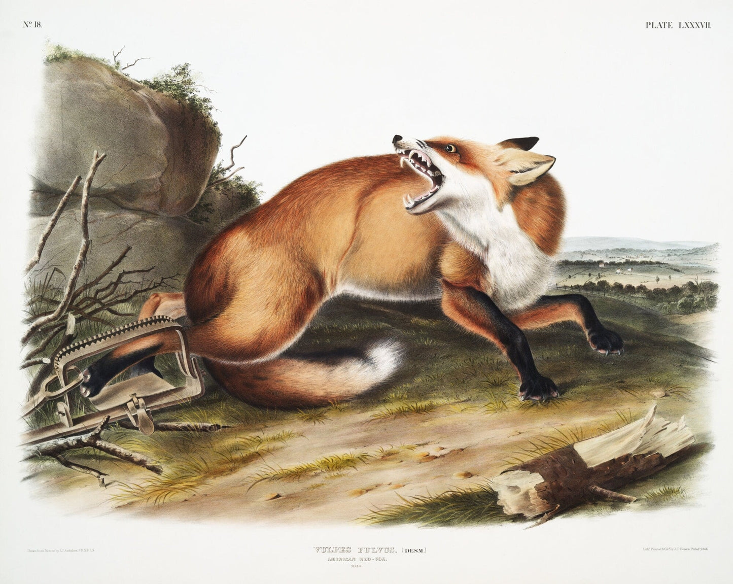 J.J. Audobon, Red - Fox (Vulpes Fulvus) from the viviparous quadrupeds of North America (1845) , on canvas, 50 x 70 cm, 20 x 25" approx. - The Map Chest
