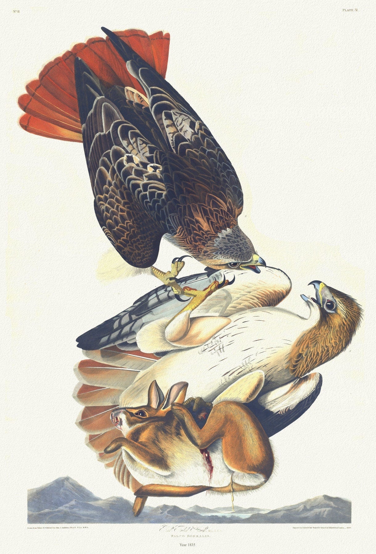 J.J. Audobon, Red tailed hawk. Male, 1. F, 2. Falco borealis. c.2 v.1 plate 51, 1835 - The Map Chest