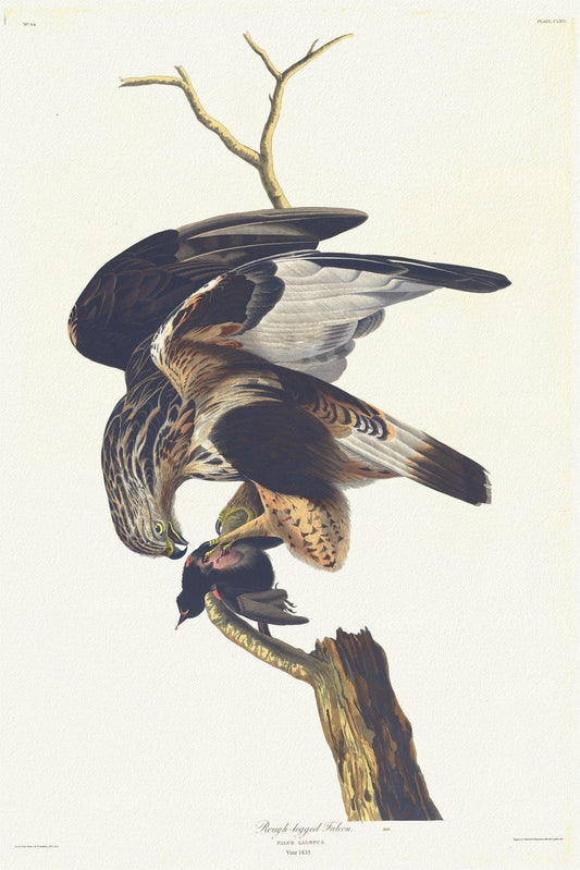J.J. Audobon, Rough - legged falcon Falco lagopus. Male. c.1 v.2 plate 166, 1835 , print on canvas, 50 x 70 cm, 20 x 25" approx. - The Map Chest