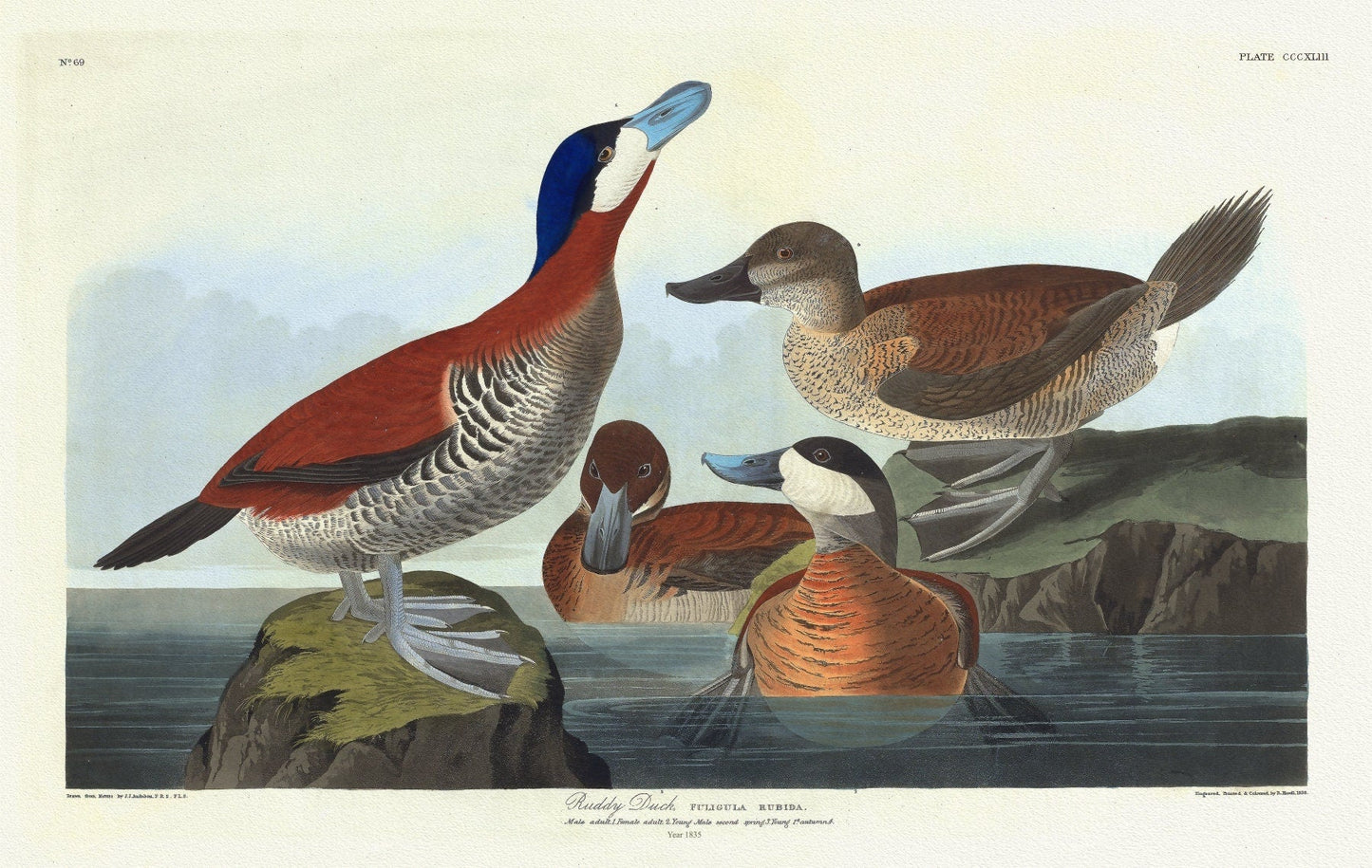 J.J. Audobon, Ruddy duck Fuligula rubida. Male adult ,Female adult, c.1 v.4 plate 343, 1835, print on canvas, 50 x 70 cm, 20 x 25" approx. - The Map Chest