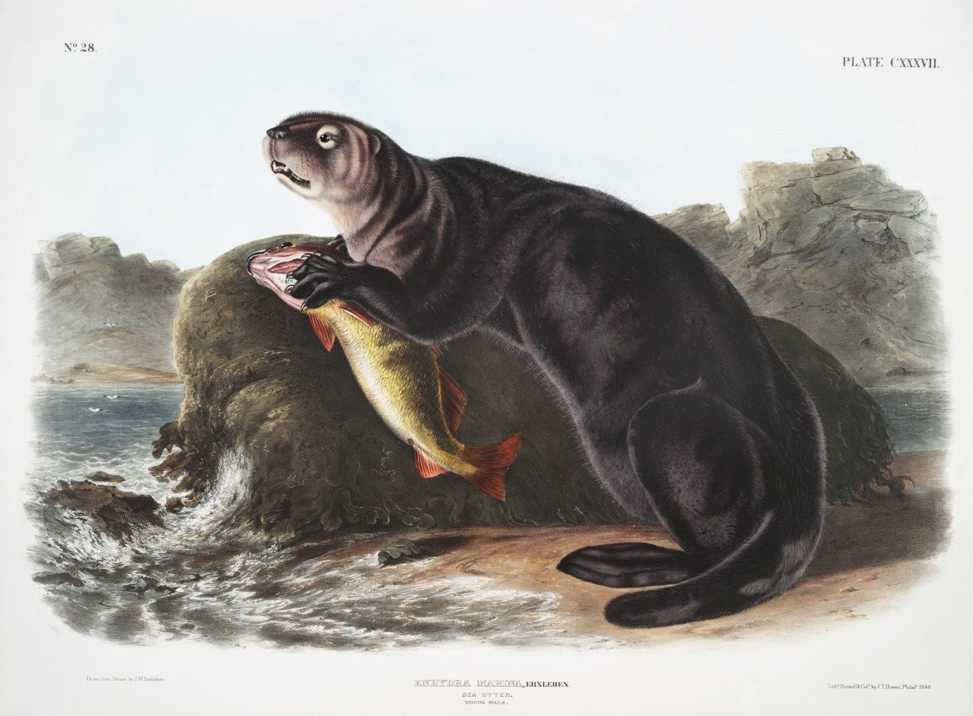 J.J. Audobon, Sea Otter (Enhydra marina) from the viviparous quadrupeds of North America (1845) , on canvas, 50 x 70 cm, 20 x 25" approx. - The Map Chest