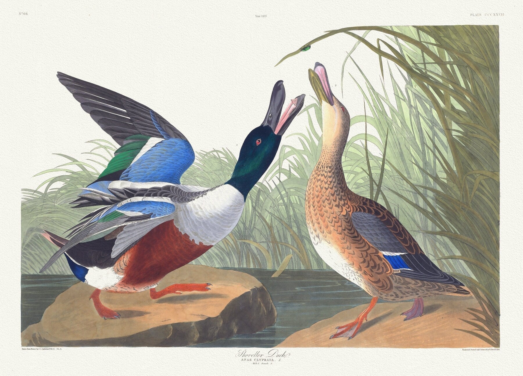 J.J. Audobon, Shoveller duck .Anas clypeata, L. Male, 1. Female, 2. c.1 v.4 plate 327, 1835 , print on canvas, 50 x 70 cm, 20 x 25" approx. - The Map Chest