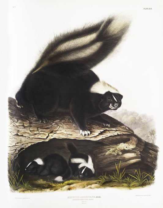 J.J. Audobon, Skunk (Mephitis Americana) from the viviparous quadrupeds of North America (1845), print, 50 x 70 cm, 20 x 25" approx. - The Map Chest