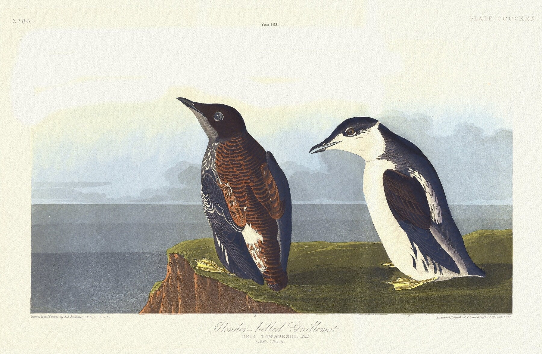 J.J. Audobon, Slender - billed guillemot. Uria Townsendi, Aud. . c.1 v.4 plate 430, 1835, print on canvas, 50 x 70 cm, 20 x 25" approx. - The Map Chest