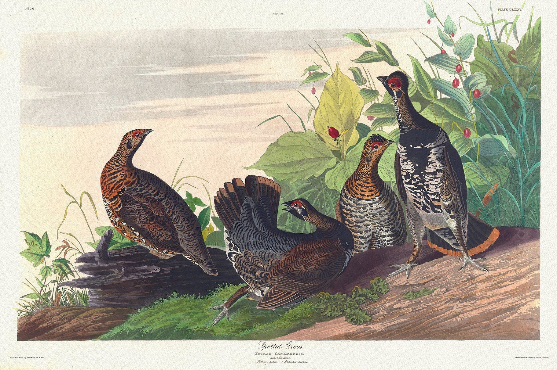 J.J. Audobon, Spotted Groues. Tetrao canadensis. 1835, bird print on durable cotton canvas, 19x27inches(50x70cm) approx. - The Map Chest