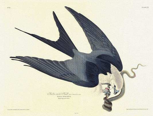 J.J. Audobon, Swallow - tailed hawk. Falco furcatus. c.2 v.1 plate 72 n.1, 1835, print on canvas, 50 x 70 cm, 20 x 25" approx. - The Map Chest