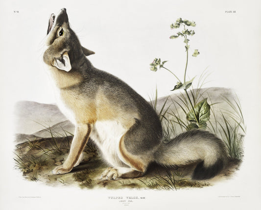 J.J. Audobon, Swift Fox (Vulpes velox) from the viviparous quadrupeds of North America (1845), on canvas, 50 x 70 cm, 20 x 25" approx. - The Map Chest