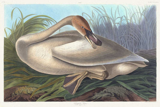J.J. Audobon, Trumpeter swan. Cygnus buccinator. Young. c.1 v.4 plate 376, 1835 , vintage print on canvas, 50 x 70 cm, 20 x 25" approx. - The Map Chest